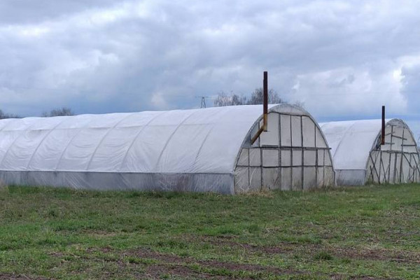 Продажа ягодного хозяйства по выращиванию органической клубники и малины в Киевской области